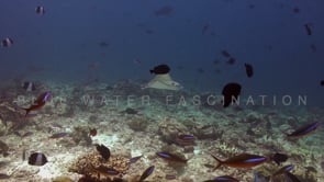 0931_Spotted eagle ray swimming over coral reef