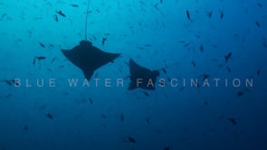 0932_Silhouette of two eagle rays passing each other