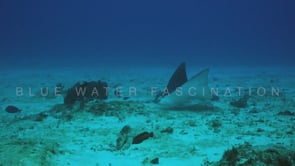 1471_Eagle ray on sand