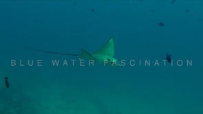 1806_Eagle ray passing over reef