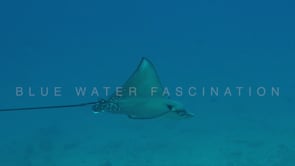 1807_Eagle Ray and whitetip reef shark