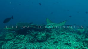 1808_Eagle ray passing very close in front of camera