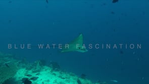 1809_Eagle ray moving snout