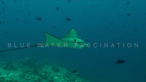 1810_Eagle Ray passing close in front of camera
