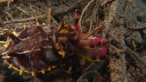 0053_flamboyant cuttlefish feeding