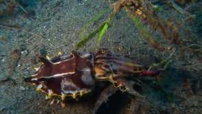 0054_flamboyant cuttlefish close up