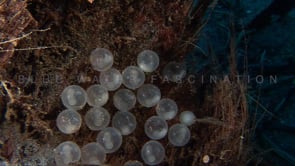 0055_flamboyant eggs