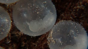 0056_flamboyant cuttlefish embryo