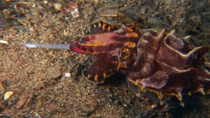 0057_flamboyant cuttlefish feeding