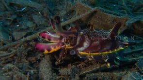 0058_flamboyant cuttlefish hunting