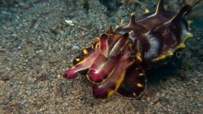0059_flamboyant cuttlefish tentacles