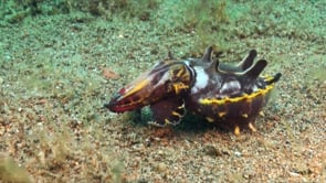 0553_flamboyant cuttlefish hunting