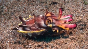 0554_flamboyant cuttlefish walking