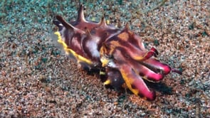0793_flamboyant cuttlefish walking over sand