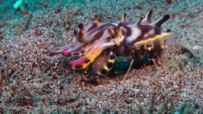 0878_flamboyant cuttlefish walking
