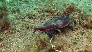 0879_flamboyant cuttlefish changing color