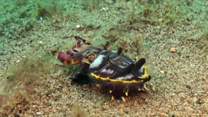 0880_flamboyant cuttlefish feeding