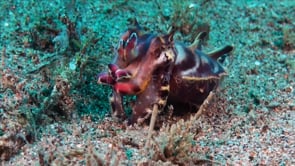 0881_flamboyant cuttlefish front