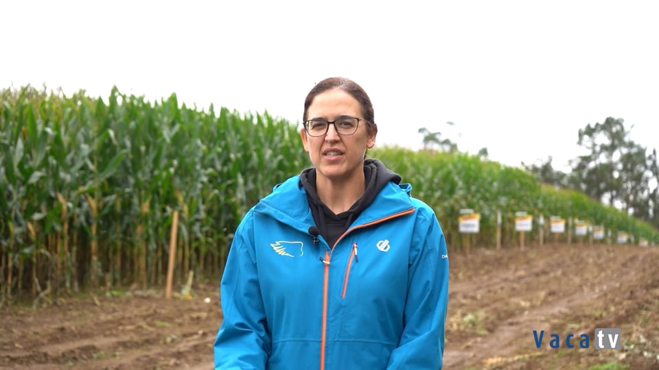 Campaña de maíz 2025 de Bayer Cropscience