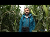 O traballo dos técnicos nos campos de ensaio