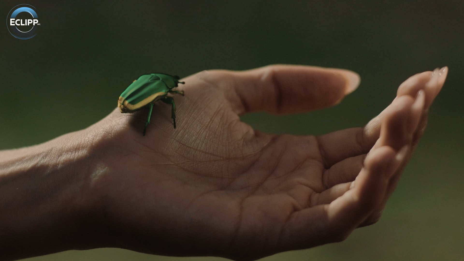 BUG ANIMATION