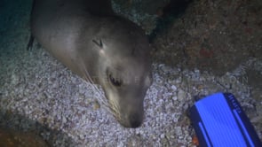 2249_Sea lion playing with scuba diver fin