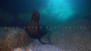 2250_sea lion blowing air bubbles