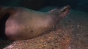2251_sea lion gliding over rocks underwater