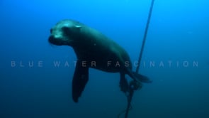 2252_Sea lion swimming along buoy line