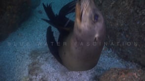 2255_Sea lion close up