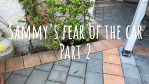 Sammy's fear of the car - Part 2