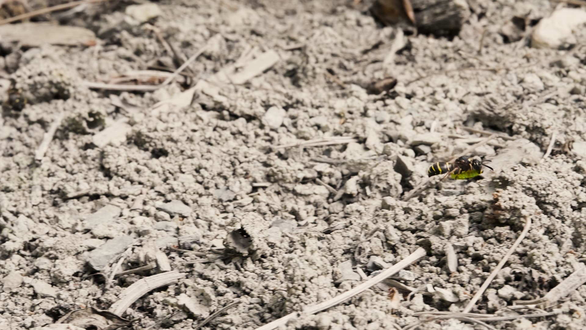 Sandcastle: The Secret Life of Potter Wasps