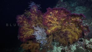 0588_sea fan at night