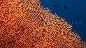 1327_orange sea fan zoom out