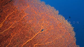 1328_orange sea fan close up