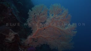 1455_red gorgonian sea fan