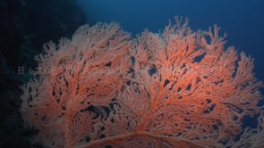 1456_red gorgonian sea fan close up