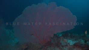 1694_red sea fan deep blue