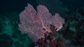 1700_small pink sea fan