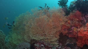 1727_Orange sea fan on coral reef