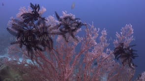 1731_Black feather stars on pink sea fan