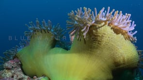 0080_pink skunk anemone fish anemone unfolding