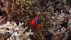 0083_tomato anemonefishes