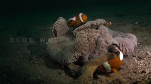 0182_saddleback anemonefishes