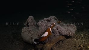 0183_saddleback anemone fishes with eggs