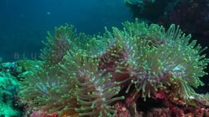 0216_pink skunk anemonefish