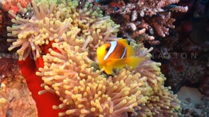 0384_Two banded Anemonefish
