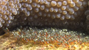 0457_Anemonefish eggs close up