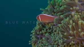 0684_pink skunk anemonefish close up