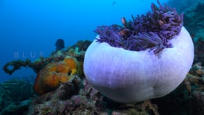 0689_pink skunk anemonefish in purple anemone